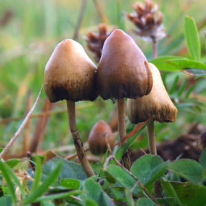 New evidence explains how magic mushrooms could treat depression