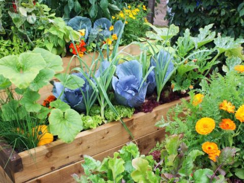 Fruit and veg for gardening session