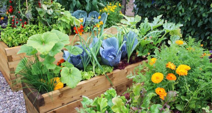 Fruit and veg for gardening session