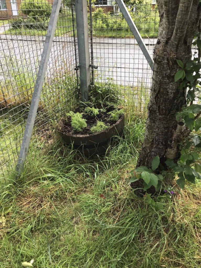 The Trowbridge Service Users Group is delighted to announce the successful launch of our new Community Garden Project with the first planting day taking place today. 