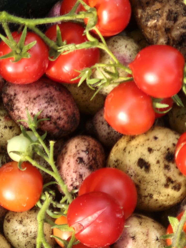 Our Harvest of potatoes and tomatoes form Trowbridge service users garden