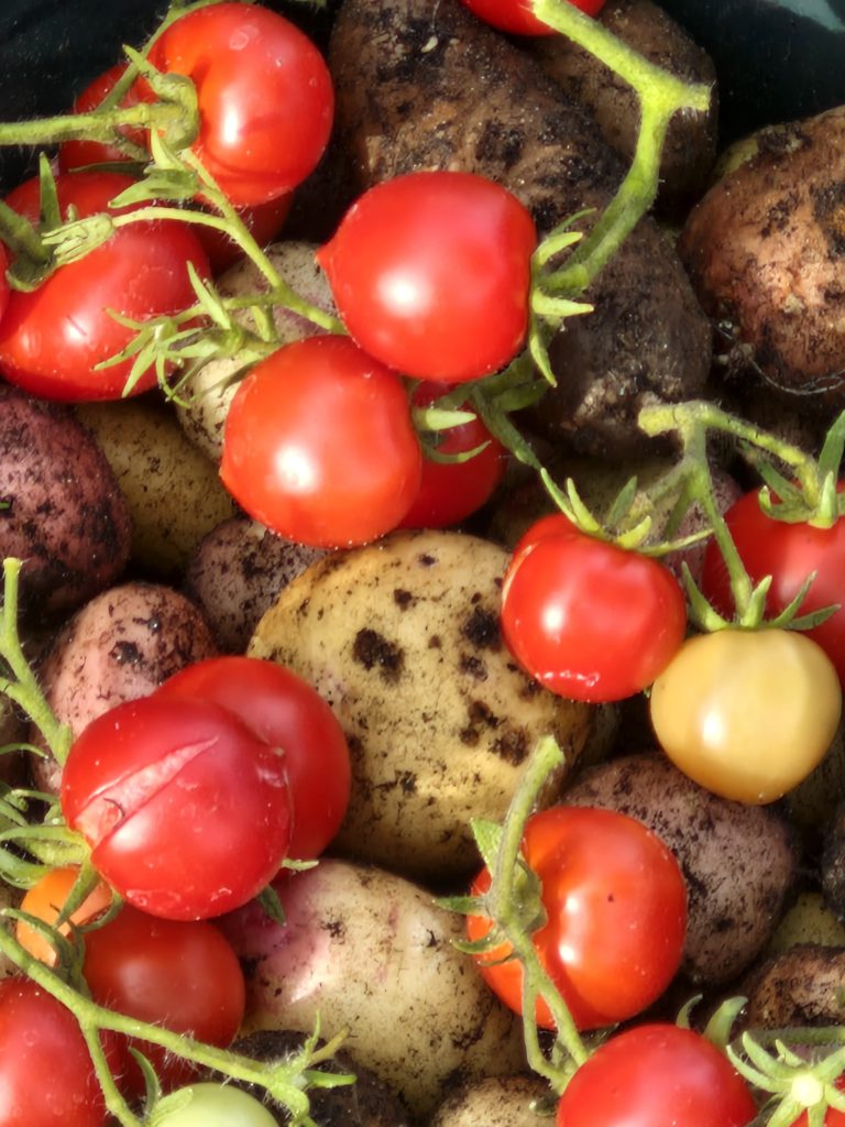 Our Harvest of potatoes and tomatoes form Trowbridge service users garden