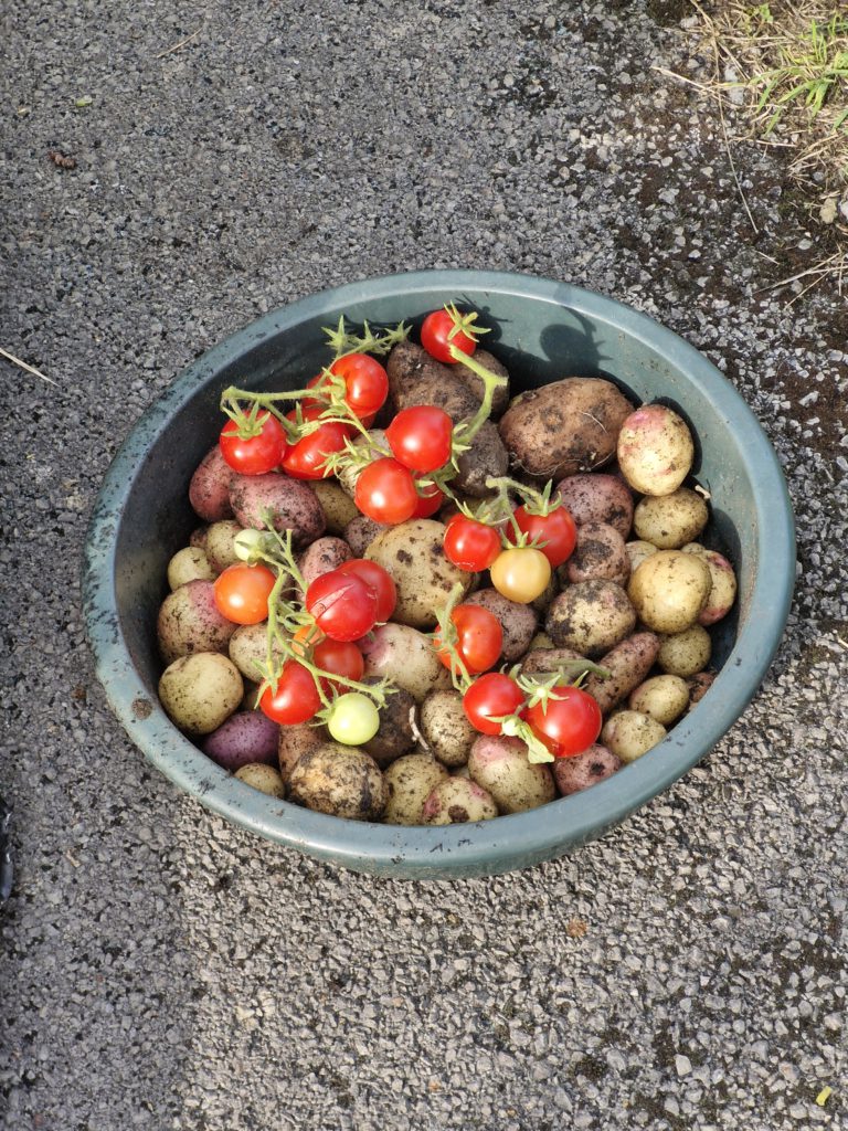 Our Harvest of potatoes and tomatoes form Trowbridge service users garden