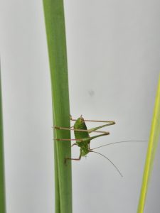 a Speckled Bush-cricket (Leptophyes punctatissima).